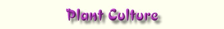 Hoya Culture -  Web Page Title Graphic