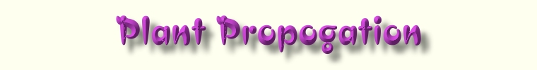  Hoya Propogation Web Page Title Graphic